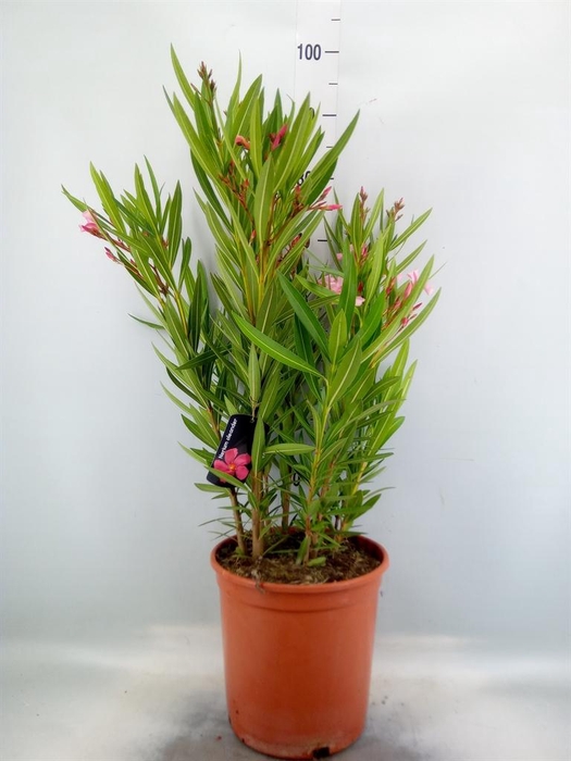 <h4>Nerium oleander   ...</h4>