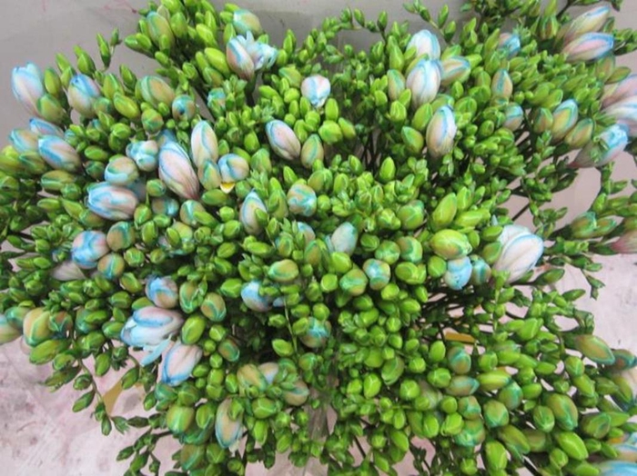 <h4>Fr Du Bubblegum</h4>