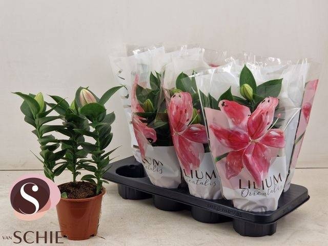 <h4>LIL OR SOUVENIR</h4>