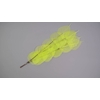Dried Bleached Ficus Stem Green