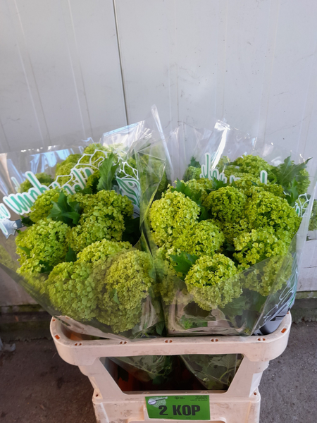 Viburnum Greenhouse 2 Kop Filius