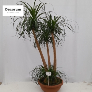 Beaucarnea vertakt op nummer 27