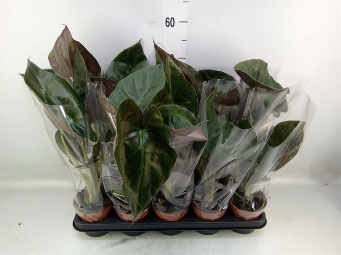 <h4>Alocasia wentii</h4>