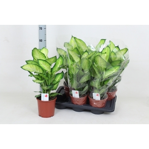 Dieffenbachia Summer Style 17Ø 55cm