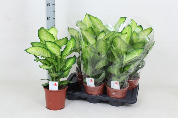 Dieffenbachia Summer Style 17Ø 55cm