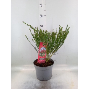 Cytisus praecox 'Boskoop Ruby'