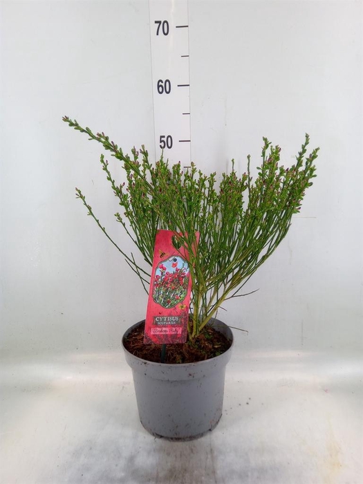 <h4>Cytisus praecox 'Boskoop Ruby'</h4>