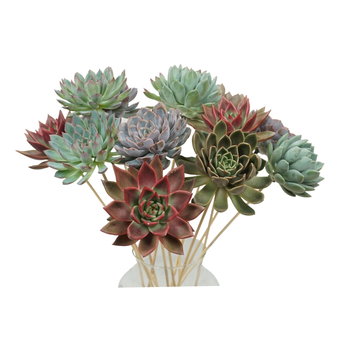 <h4>Succ Gemengd Sticculents XL</h4>