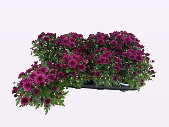 <h4>CHRY GARD DOU PURPLE</h4>