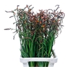 Crocosmia Grbl Lucifer