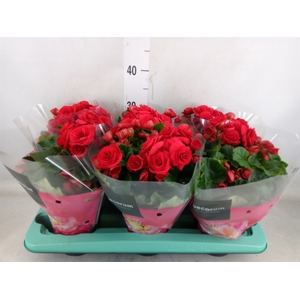 Begonia elat. DU 'Baladin'