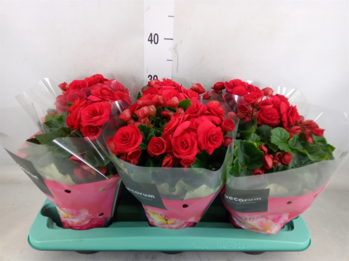 <h4>Begonia elat. DU 'Baladin'</h4>