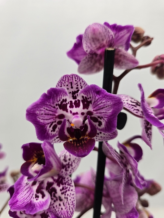 <h4>Limited 07 week 9</h4>