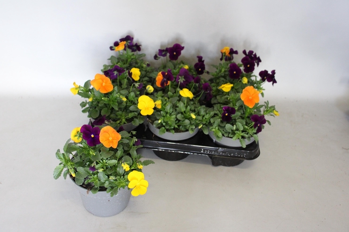 <h4>Viola cornuta 13 cm Mix 3 Yellow-Violet-Orange</h4>