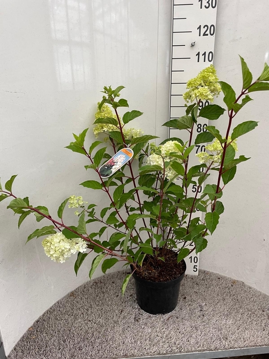 <h4>HYDR PANICULATA</h4>