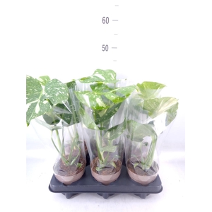 Monstera delic. 'Thai Constellatio'