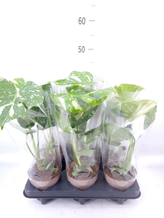 <h4>Monstera delic. 'Thai Constellatio'</h4>