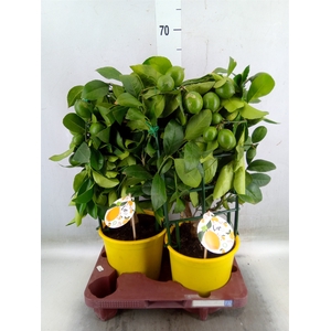 Citrus meyeri 'Meyer'