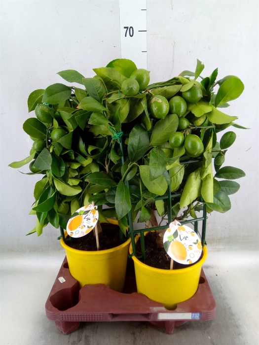 <h4>Citrus meyeri 'Meyer'</h4>