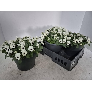 Vio Co Em Whi Blotch