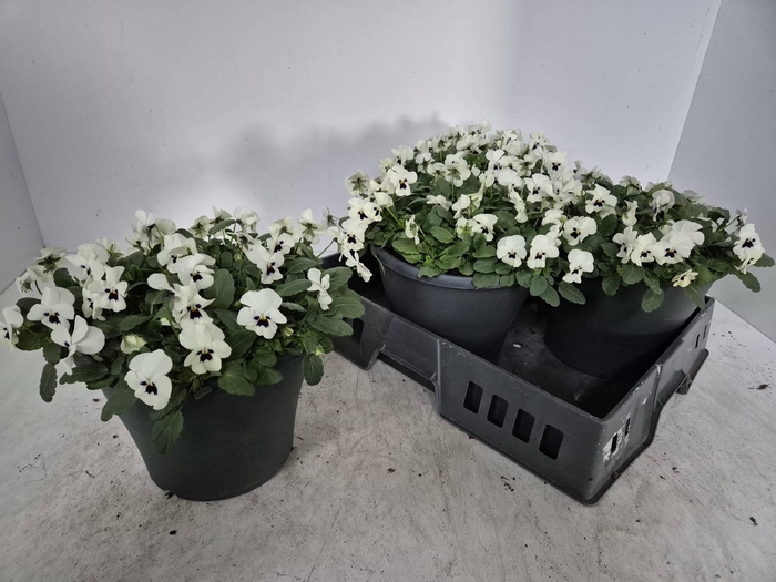 <h4>Vio Co Em Whi Blotch</h4>