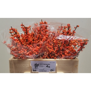 ILEX VE OUDIJ ORANGE