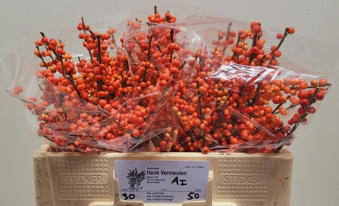<h4>ILEX VE OUDIJ ORANGE</h4>