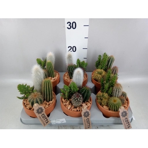 Arr.  Cactus L%