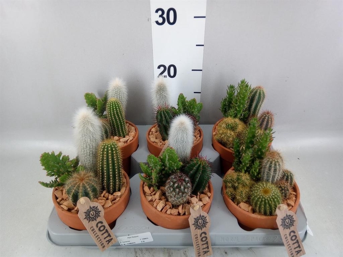 <h4>Arr.  Cactus L%</h4>