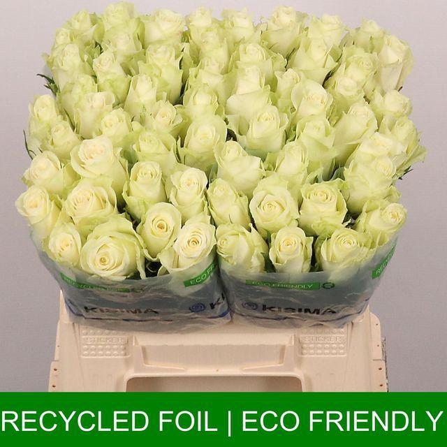 <h4>R GR ATHENA</h4>