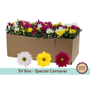 Chrysant Carnaval in SV.Box