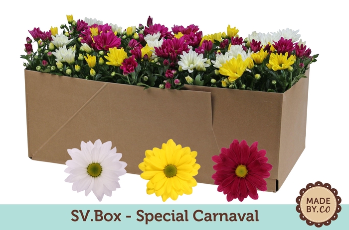 <h4>Chrysant Carnaval in SV.Box</h4>