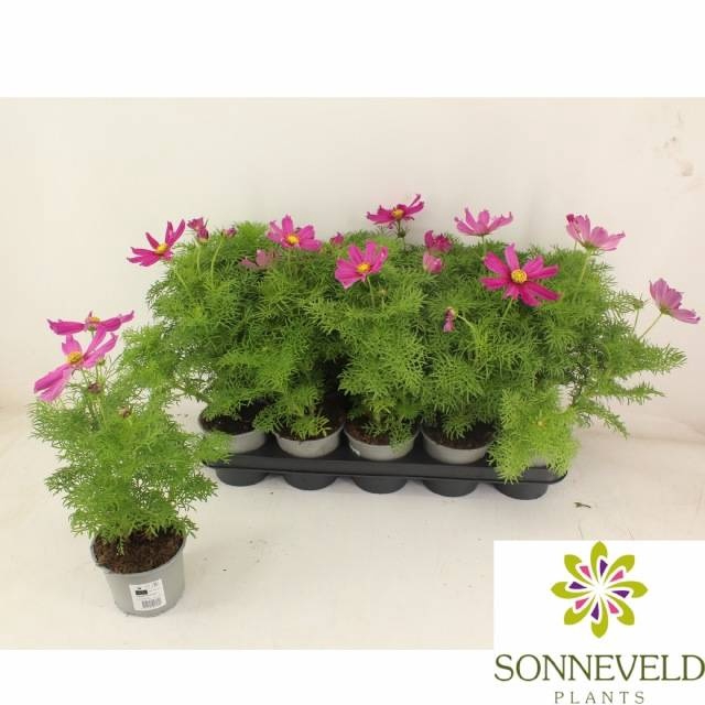 <h4>COSM BIP CASA VIOLET</h4>