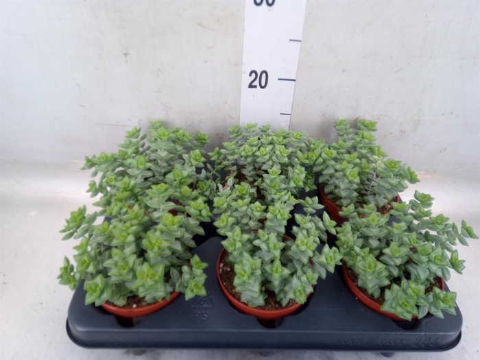 <h4>Crassula perforata</h4>