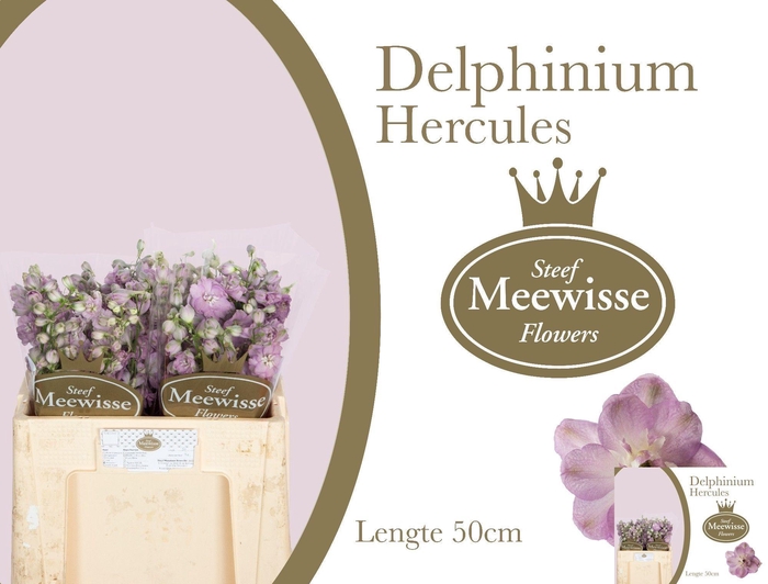 <h4>DELPH DU DEWI HERCUL</h4>