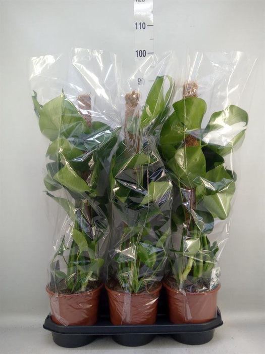 <h4>Monstera delic.</h4>