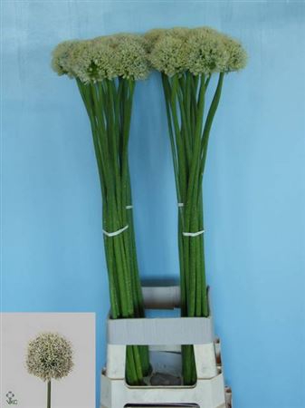 <h4>Allium Mount Everest</h4>