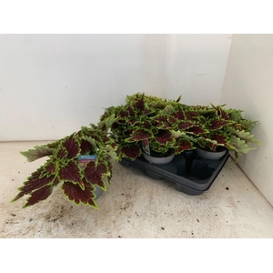 PLEC C MS BOURON STR