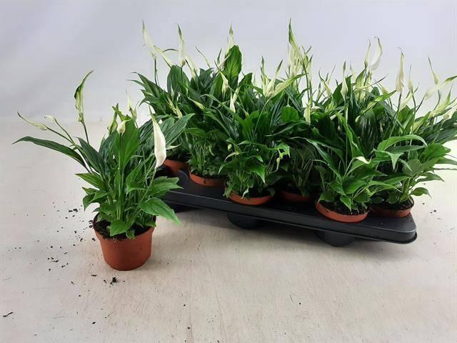 <h4>SPATH CHOPIN</h4>