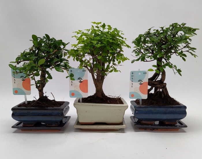 <h4>Bonsaimix 'Traditional' Ball 15 cm</h4>