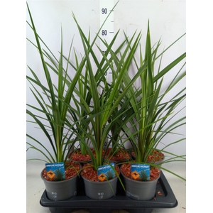 Cordyline indivisa 'Peko'