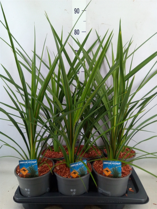 <h4>Cordyline indivisa 'Peko'</h4>