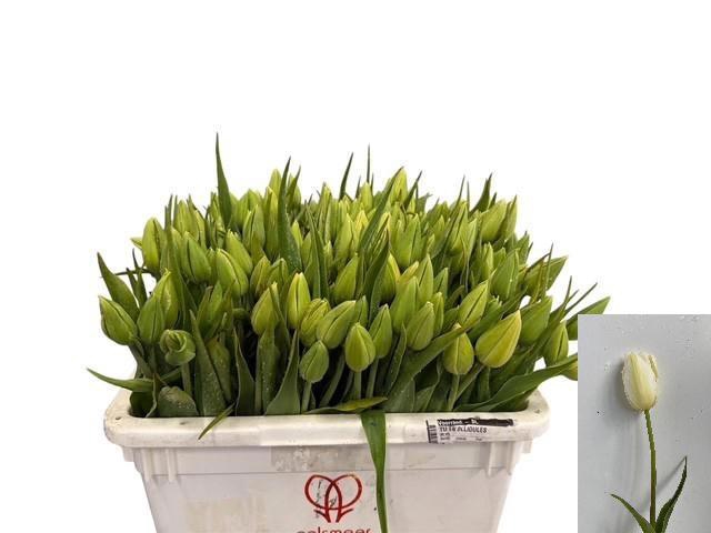 <h4>TU EN MAUREEN</h4>