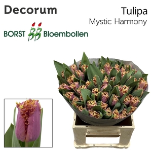 TU FR Mystic Harmony