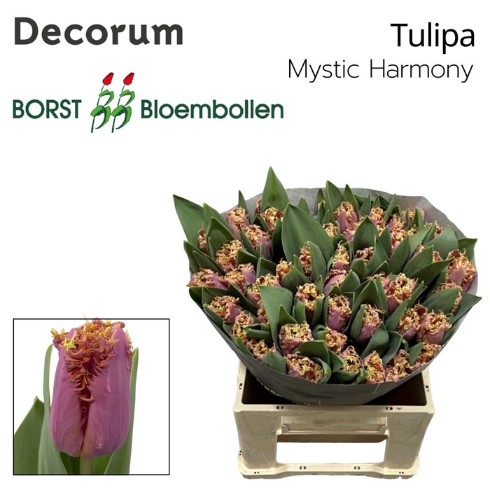 <h4>TU FR Mystic Harmony</h4>