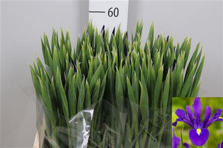 <h4>Iris Hong Kong</h4>