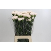 Dianthus St Brut