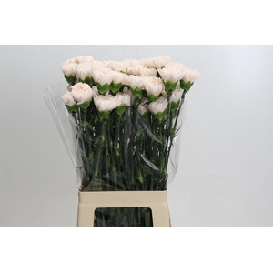 Dianthus St Brut