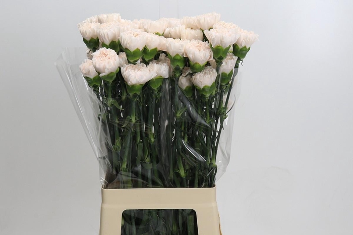 Dianthus St Brut