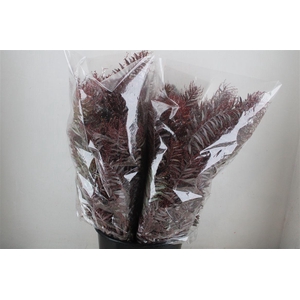 Mimosa Luna D'argento Abs Red P Bunch